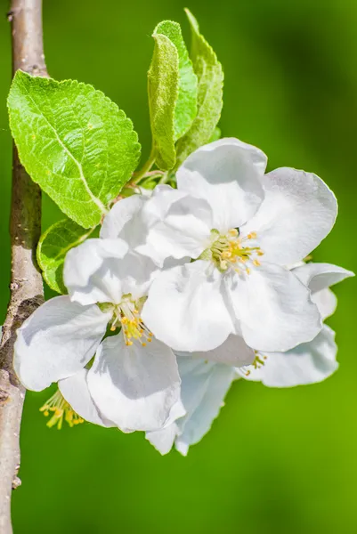 Kvetoucí jabloň, jarní květiny — Stock fotografie