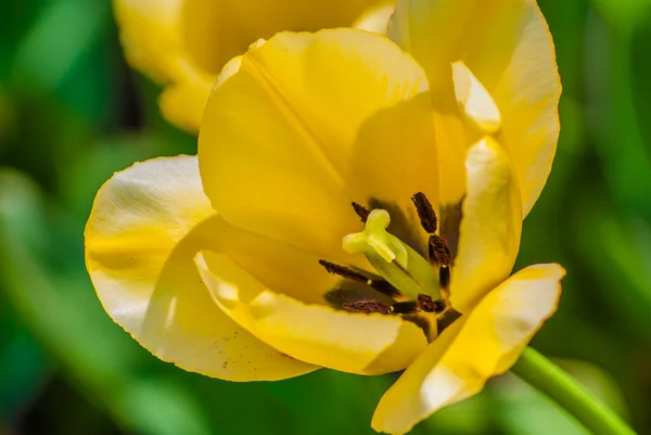 Tulipa amarela na primavera — Fotografia de Stock
