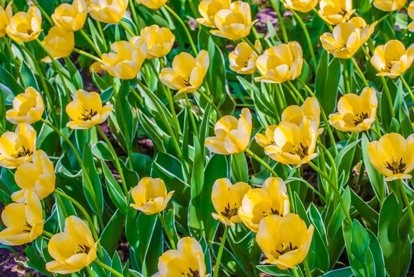 Tulipanes amarillos luz solar en primavera — Foto de Stock