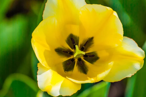 Tulipa amarela na primavera — Fotografia de Stock