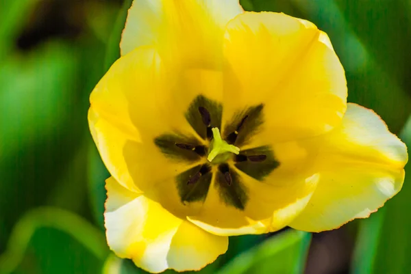 Tulipán amarillo en primavera —  Fotos de Stock