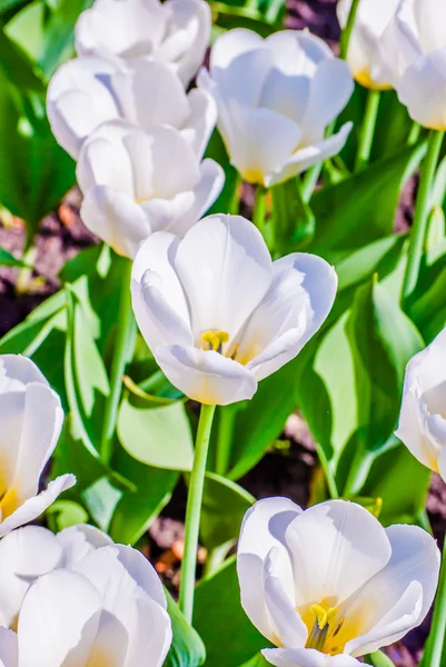 Białe tulipany wiosną — Zdjęcie stockowe