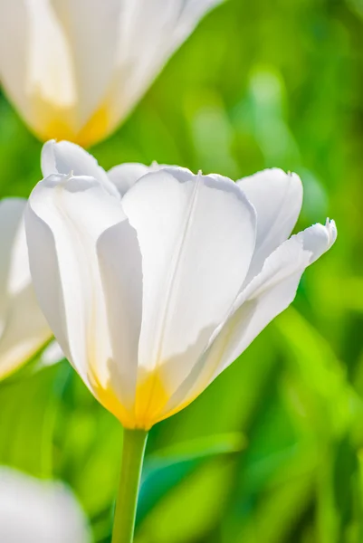 春に白いチューリップ — ストック写真