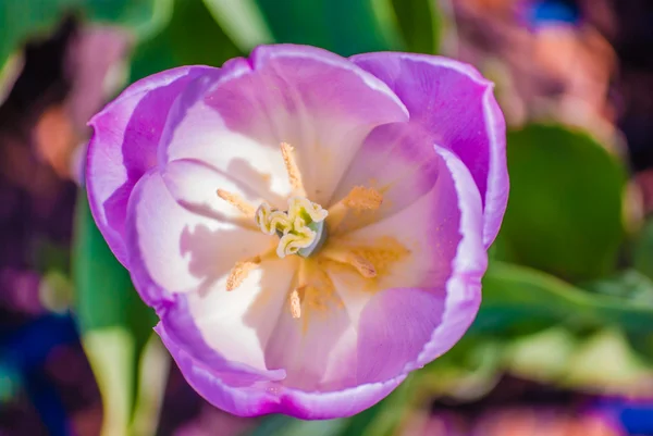 Einzelne fliederfarbene Tulpe im Frühling — Stockfoto