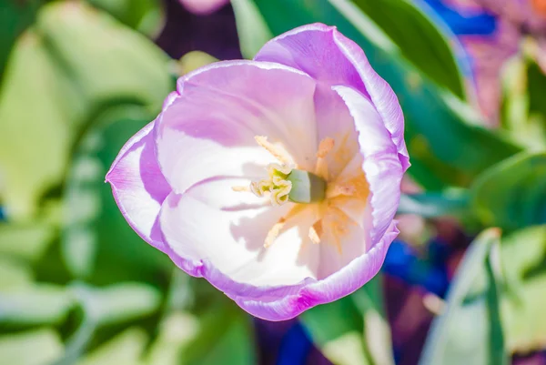 Einzelne fliederfarbene Tulpe im Frühling — Stockfoto
