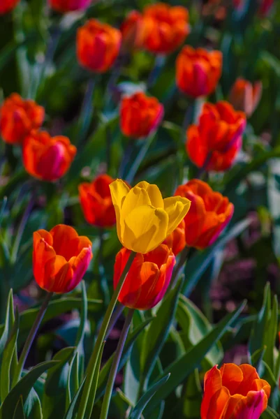 Żółty tulipan otoczony czerwone tulipany — Zdjęcie stockowe