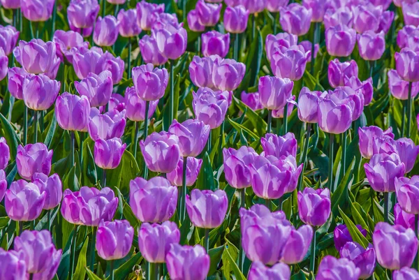 Plenty of light lilac tulips in spring — Stock Photo, Image