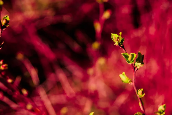 녹색 꽃 봉 오리 — 스톡 사진