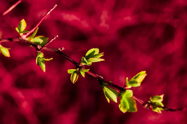 Green buds — Stock Photo, Image