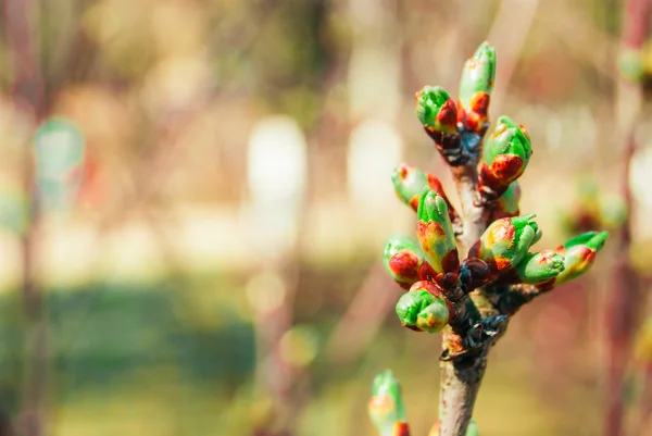 Green buds — Stock Photo, Image