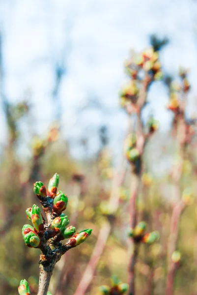 Grüne Knospen — Stockfoto