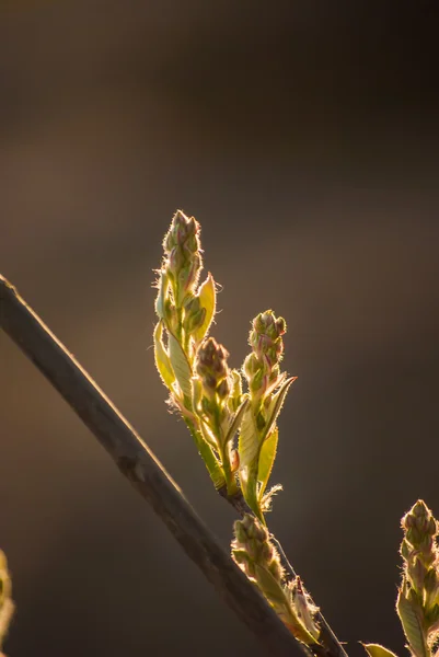 Green buds — Stock Photo, Image