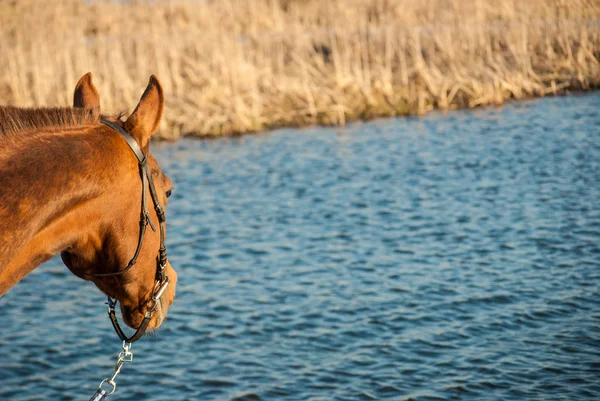 Cavallo — Foto Stock