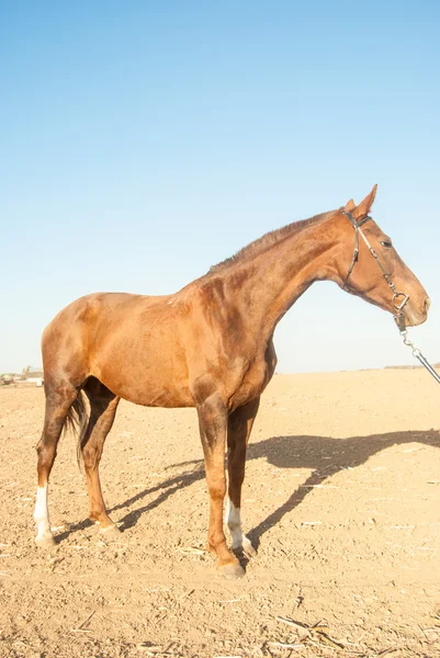 Horse — Stock Photo, Image