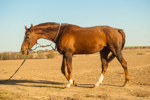 Horse — Stock Photo, Image