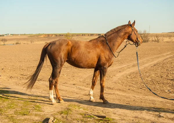 Paard — Stockfoto