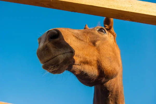 Horse — Stock Photo, Image