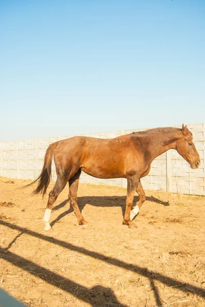 Cavallo — Foto Stock