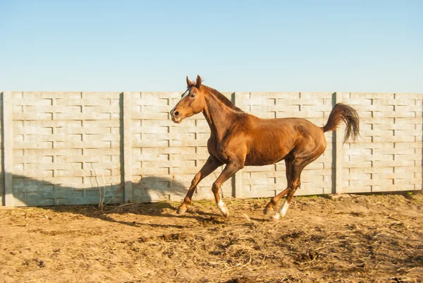 Horse — Stock Photo, Image