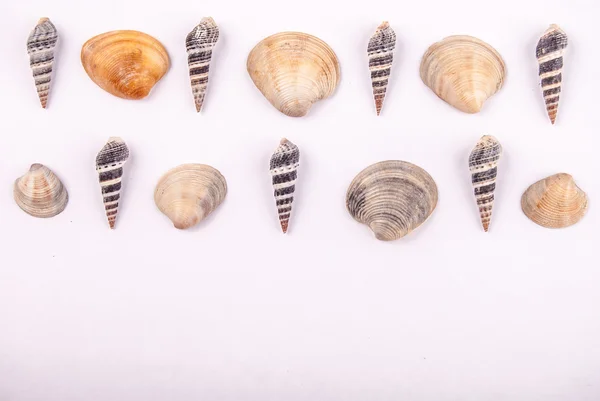 Shells — Stock Photo, Image