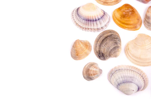 Shells — Stock Photo, Image