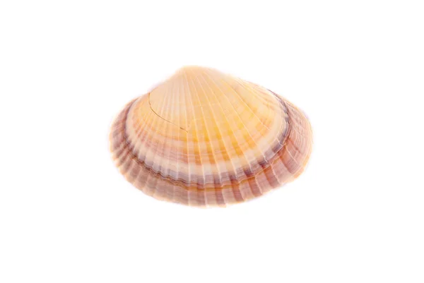 Shells — Stock Photo, Image