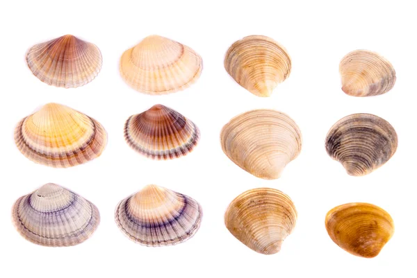 Shells — Stock Photo, Image