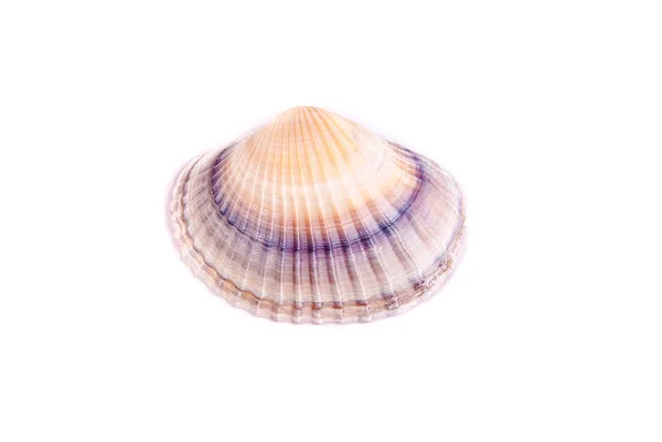 Shells — Stock Photo, Image