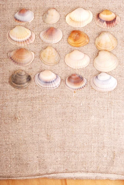 Seashells — Stock Photo, Image