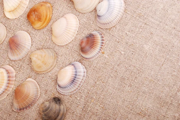 Seashells — Stock Photo, Image