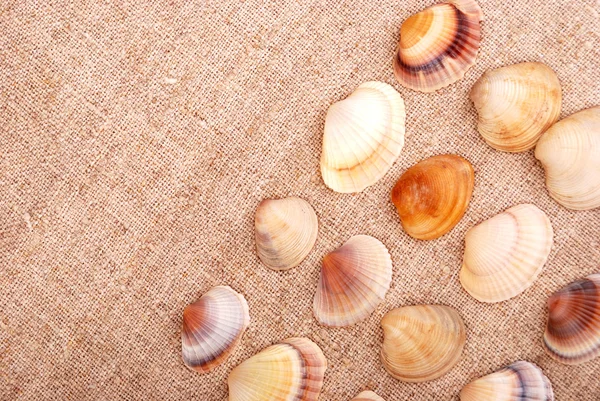 Seashells — Stock Photo, Image