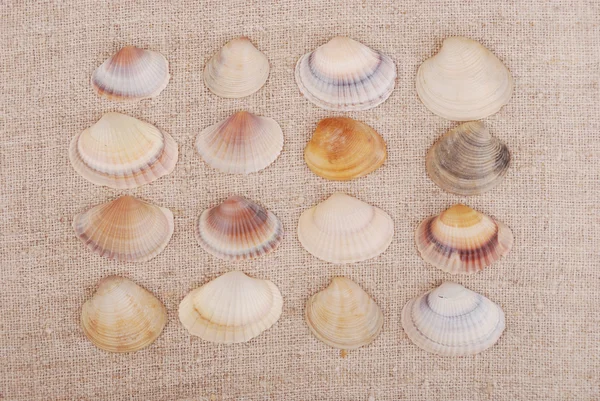 Seashells — Stock Photo, Image