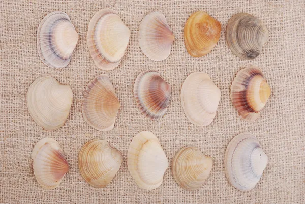 Seashells — Stock Photo, Image