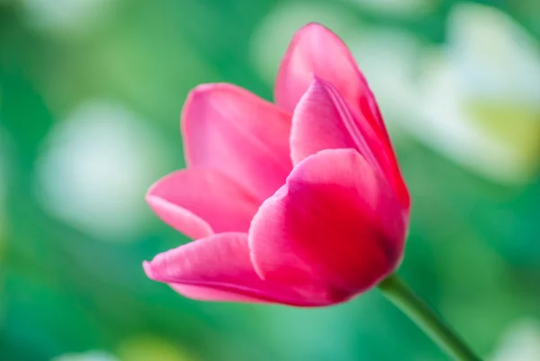 Один алый тюльпан весной — стоковое фото