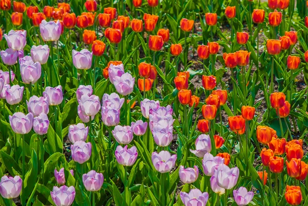 Tulipas vermelhas e lilás — Fotografia de Stock