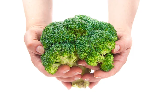 Grön färsk broccoli i händer — Stockfoto