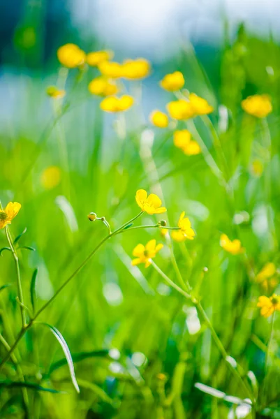 Flores silvestres amarelas no prado — Fotografia de Stock