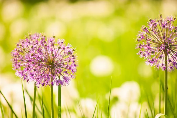 Purple flowers in spring — Stock Photo, Image