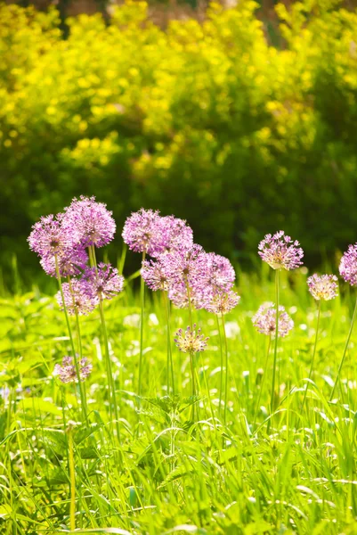 Purple flowers in spring — Stock Photo, Image