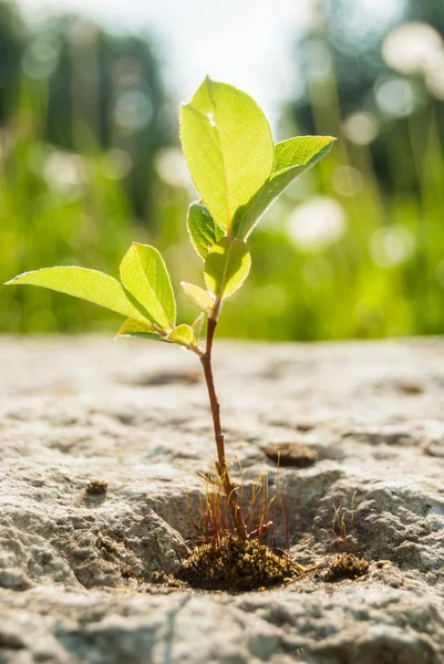 Groene spruit — Stockfoto