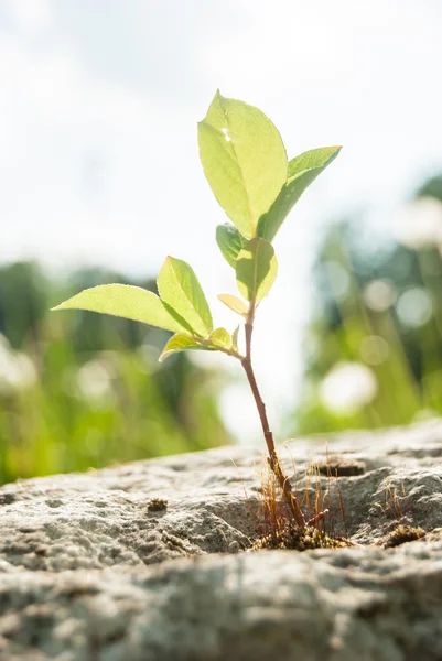 Groene spruit — Stockfoto