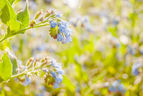 Blue wildflowers — Stock Photo, Image