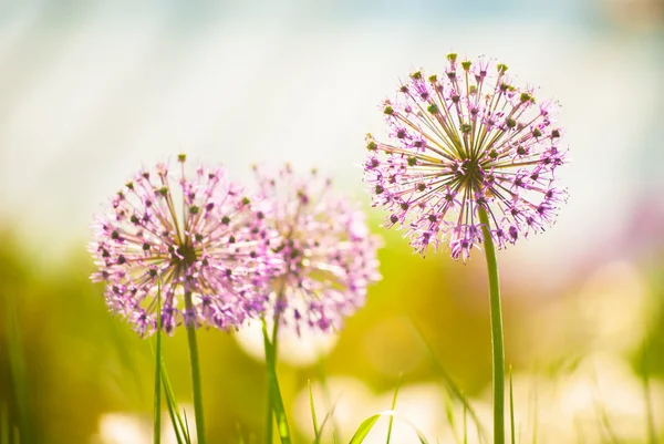 Flores roxas na primavera — Fotografia de Stock