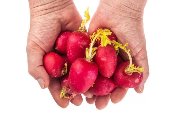 Fresh radish — Stock Photo, Image