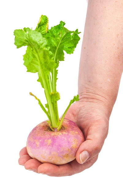Ripe turnip — Stock Photo, Image