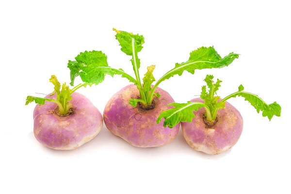 ripe turnip