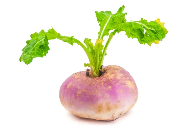 Ripe turnip — Stock Photo, Image