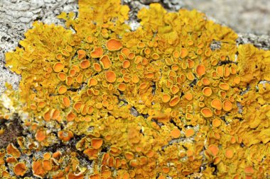 Bir ağaç gövdesinin kabuğunda sarı liken yakın plan.