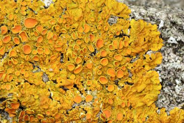 Bir ağaç gövdesinin kabuğunda sarı liken yakın plan.