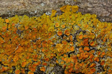 Bir ağaç gövdesinin kabuğunda sarı liken yakın plan.